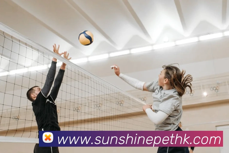 互搏体育登录入口APP 封面图